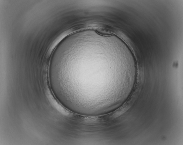 X0000110910859200907021433