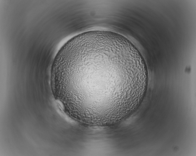 X0000110910862200907021433