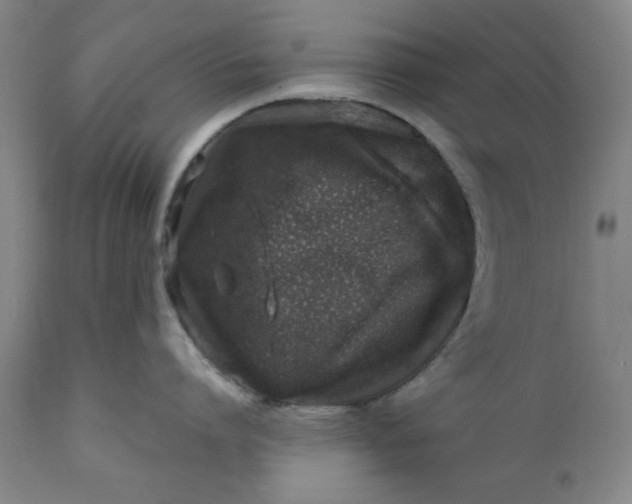 X0000110910864200907021433