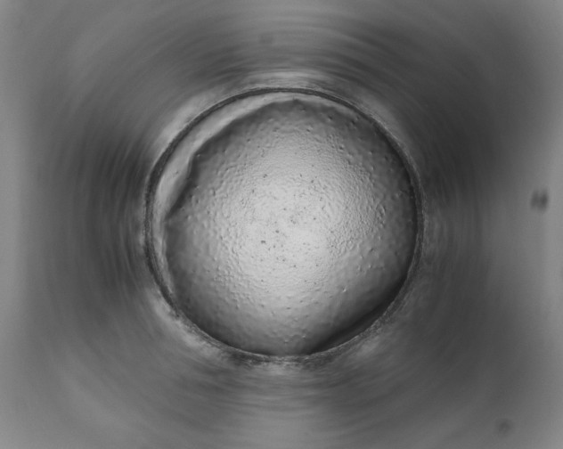 X0000110910994200907021431