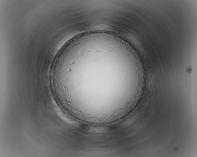 X0000110911039200907021430