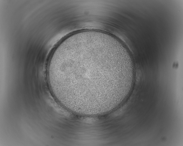 X0000110911074200907021429