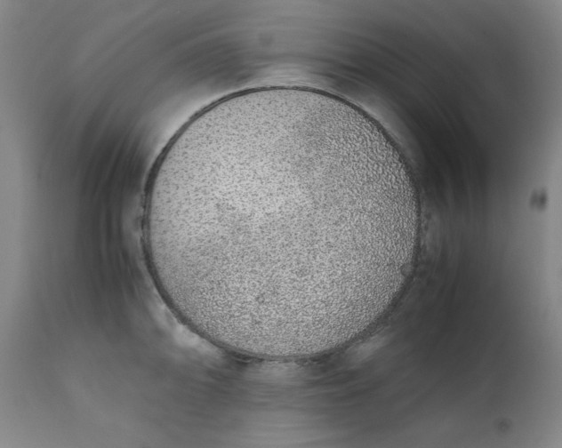 X0000110911094200907021429