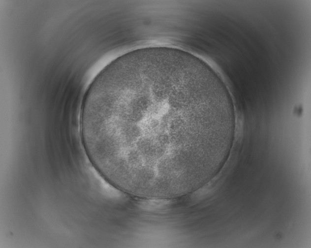 X0000110911294200907021426