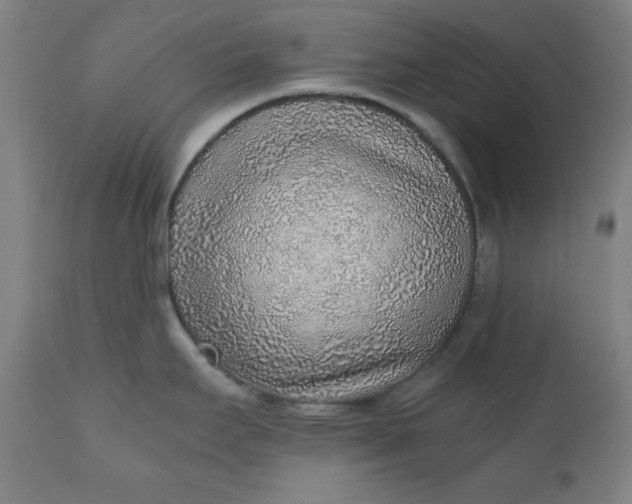 X0000110911295200907021426