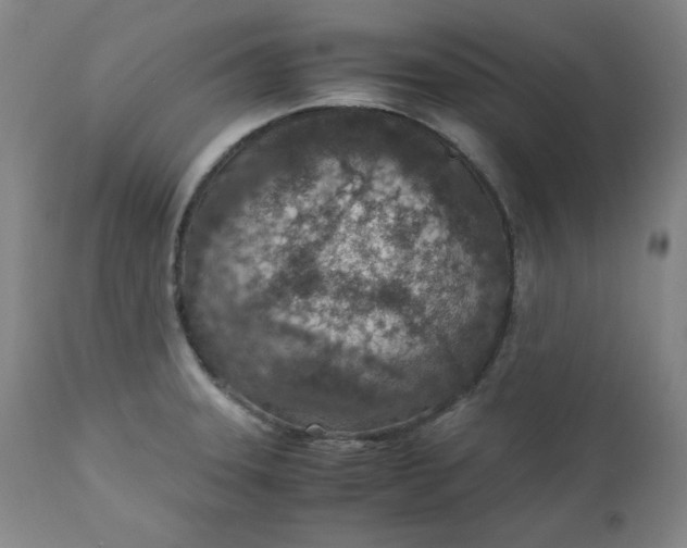 X0000110911331200907021426