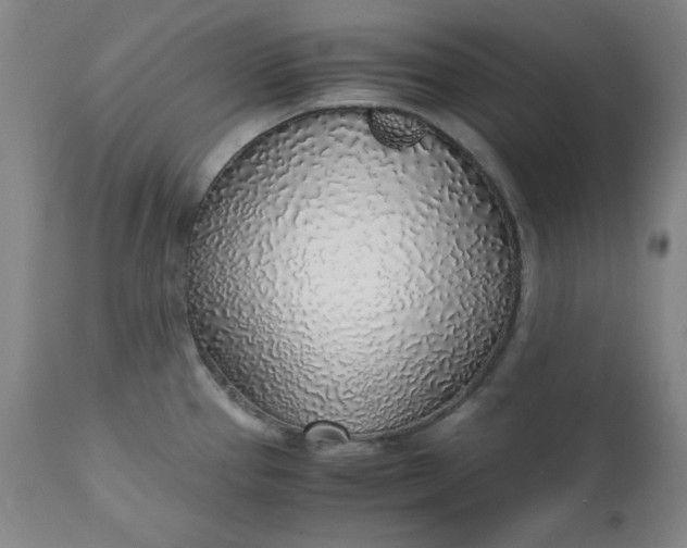 X0000110911337200907021426