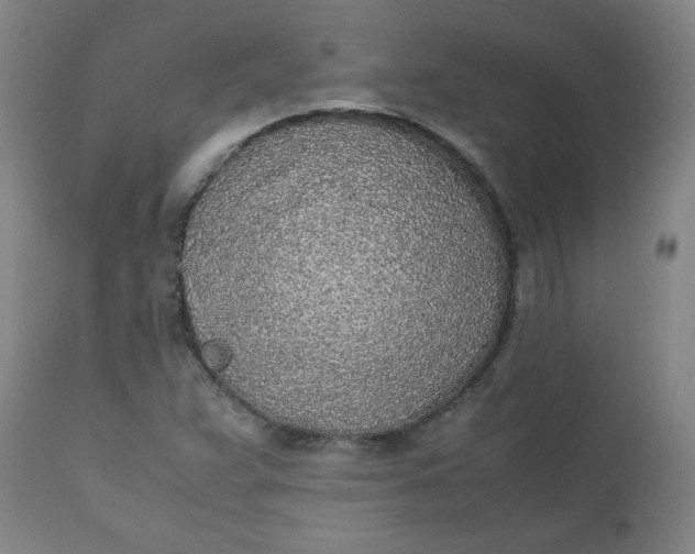 X0000110911359200907021425