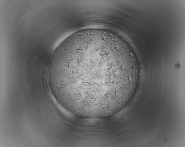 X0000110911425200907021424