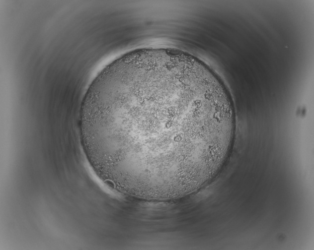 X0000110911429200907021424