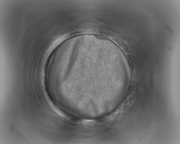 X0000110910055200907091445