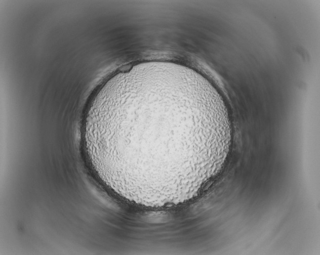 X0000110910059200907091445