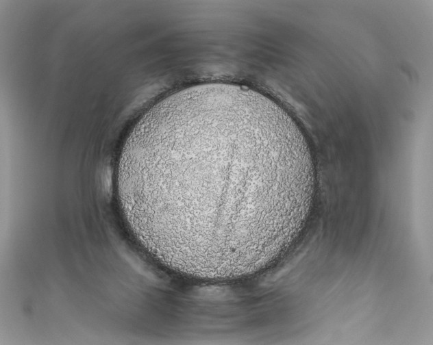 X0000110910067200907091445