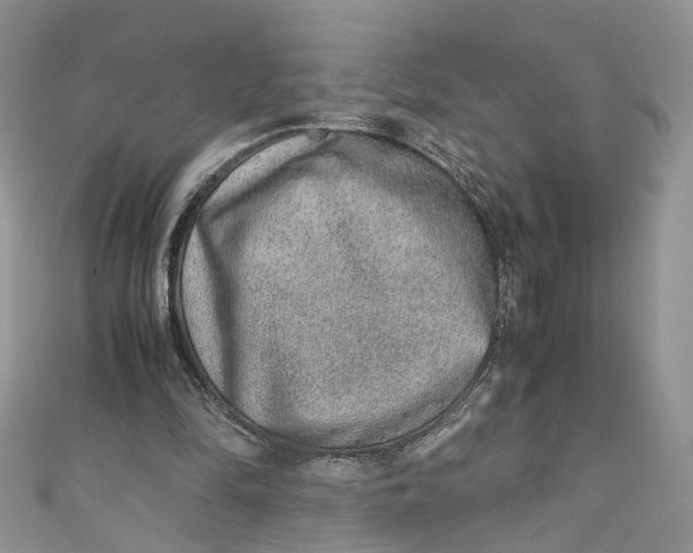 X0000110910294200907091442