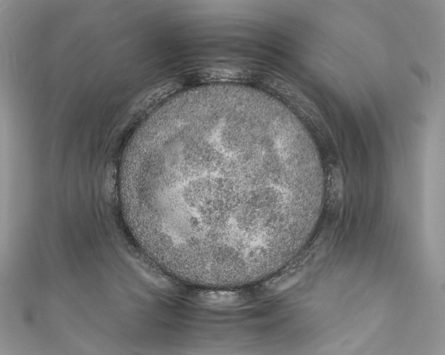 X0000110910361200907091441