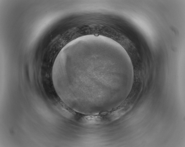 X0000110910526200907091439