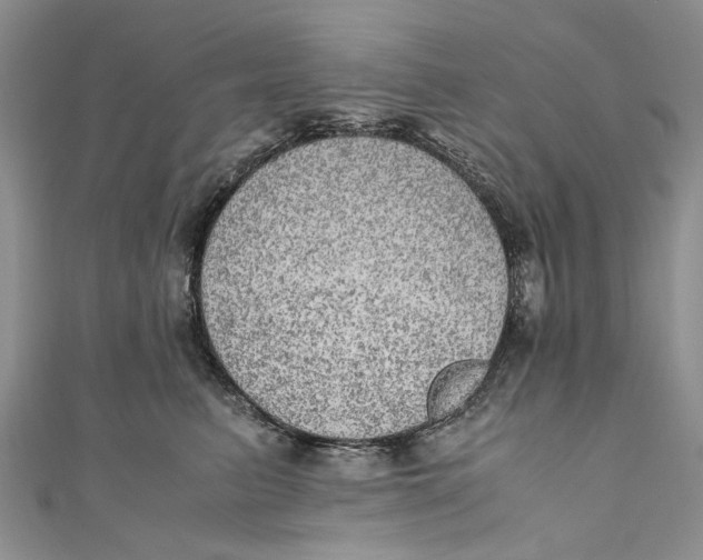 X0000110910615200907091438