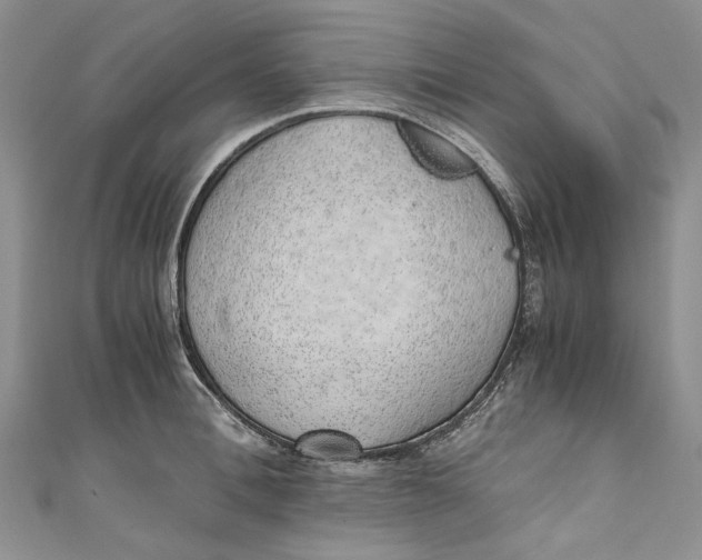 X0000110910996200907091433