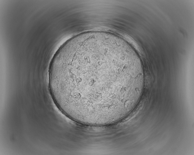 X0000110911095200907091431