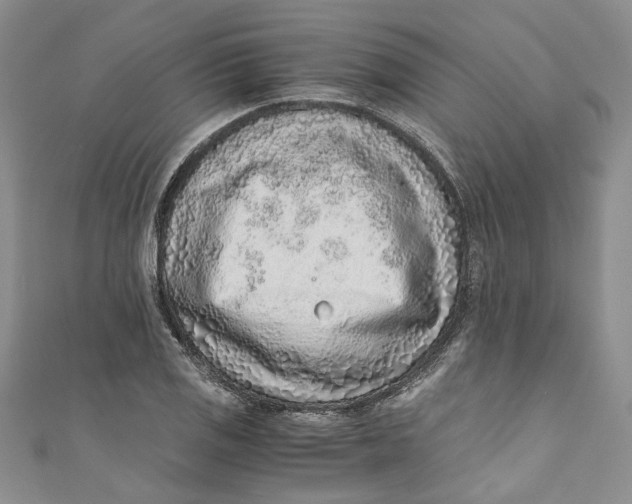 X0000110911125200907091431