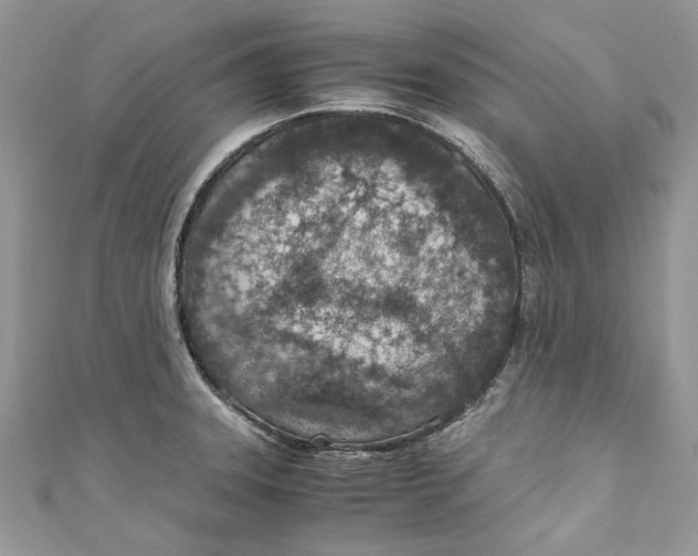 X0000110911331200907091428