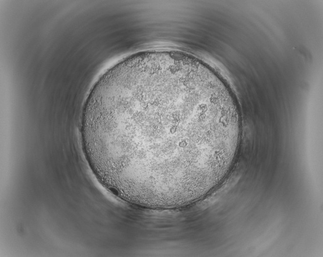 X0000110911429200907091427