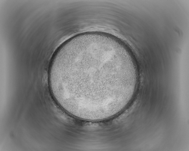 X0000110911505200907091426