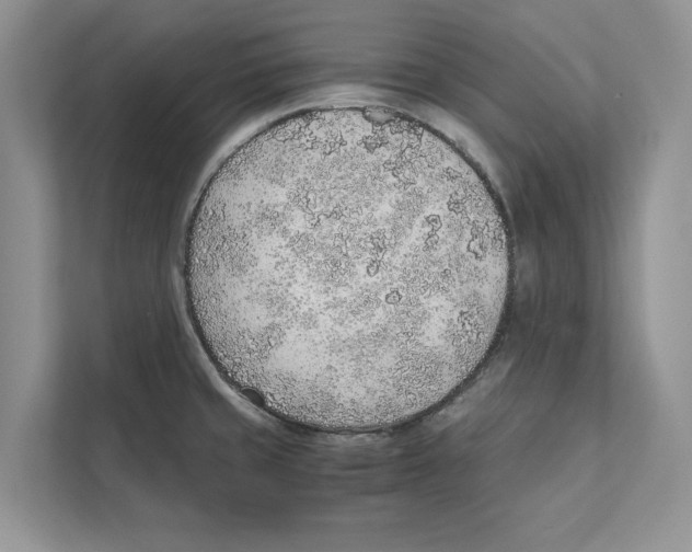 X0000110911429200907161449