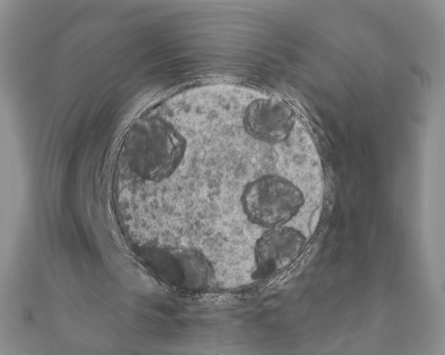 X0000110910145200907301549