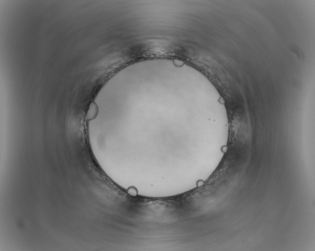 X0000110910423200907301545