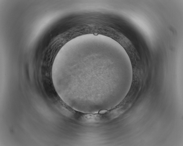 X0000110910526200907301544