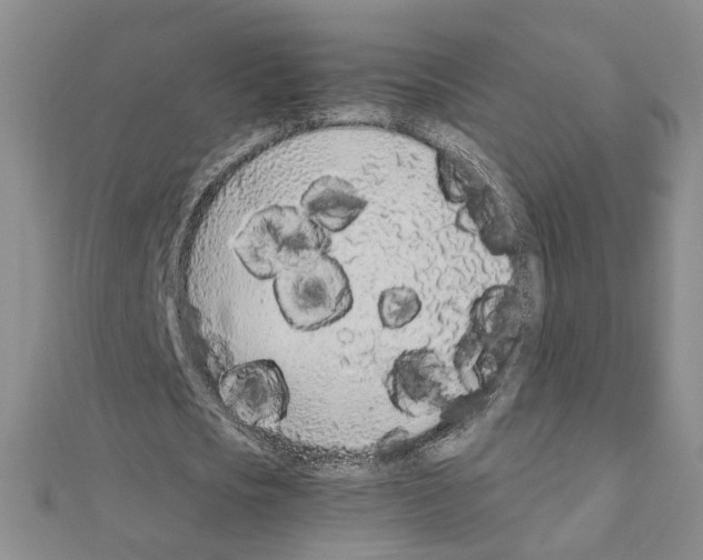 X0000110910721200907301541