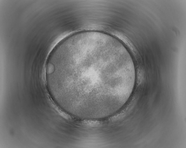 X0000110910886200907301539