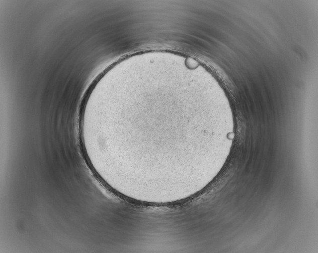 X0000110910894200907301539