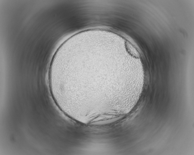 X0000110910959200907301539