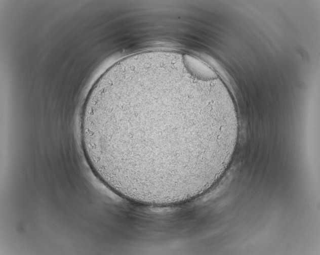 X0000110911243200907301535