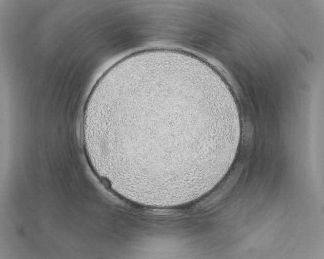 X0000110911295200907301534