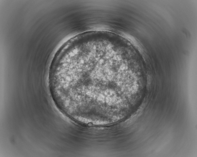 X0000110911331200907301533