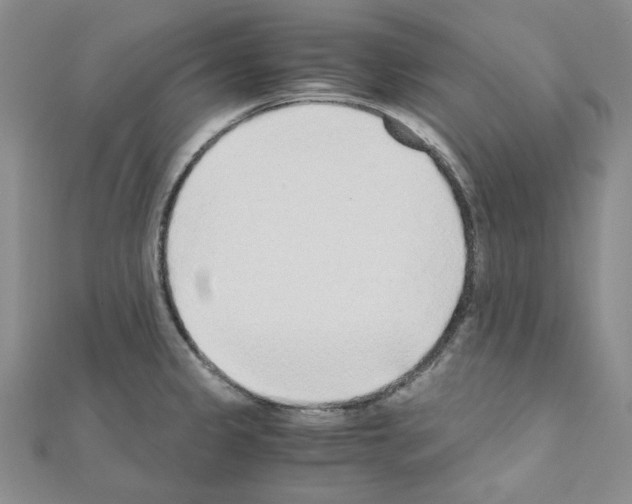 X0000110911333200907301533