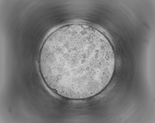 X0000110911429200907301532