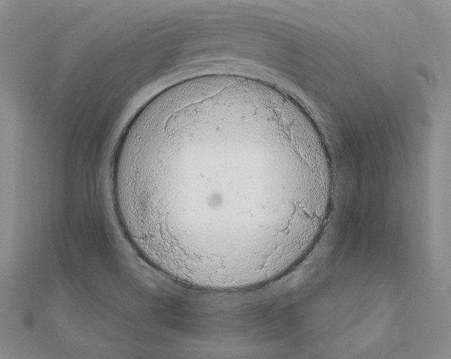 X0000110911514200907301531