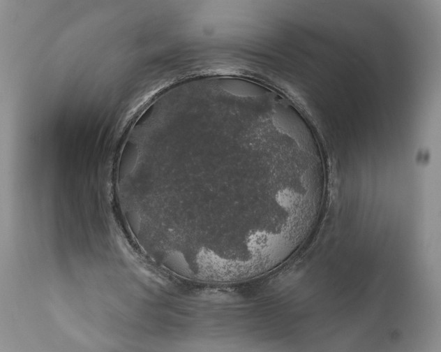 X0000110920386200907021505