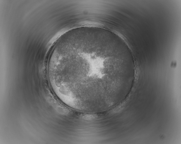 X0000110921074200907021453