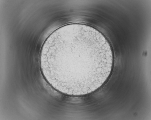 X0000110921338200907021450