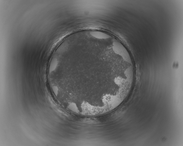 X0000110920386200907091502