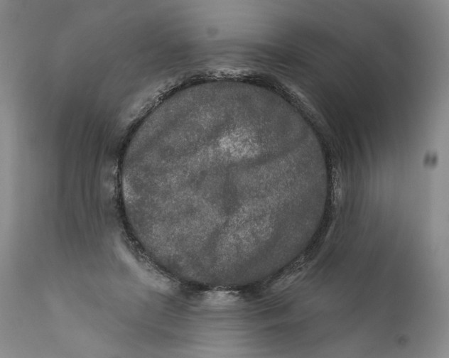 X0000110920451200907091501