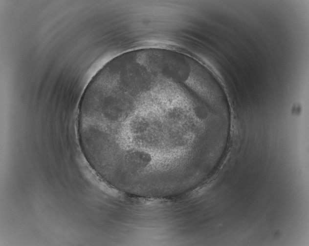 X0000110920899200907091454