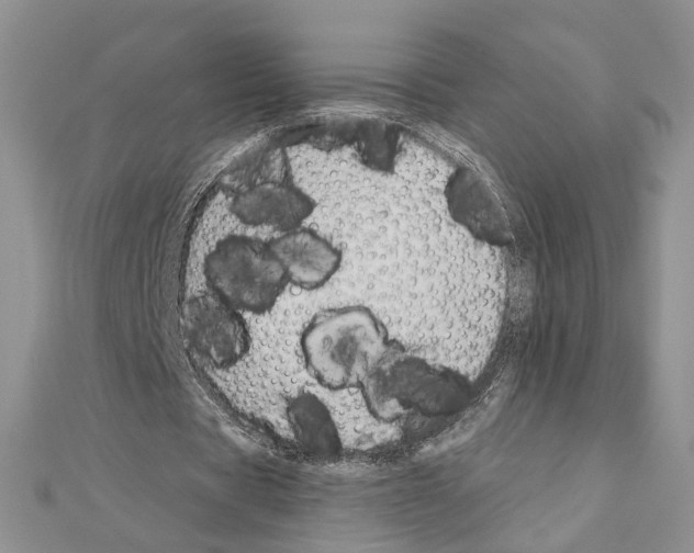 X0000110920529200907301604