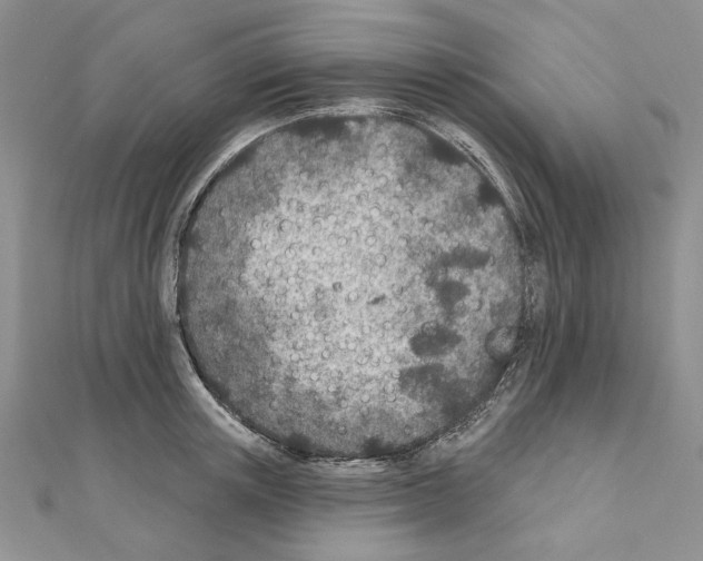 X0000110920851200907301601