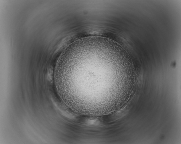 X0000110930175200906251342